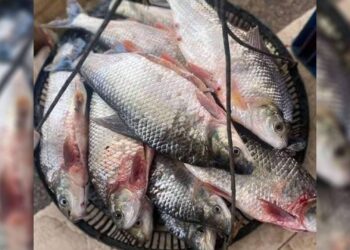 Honda enfrenta disminución en la subienda de pescado