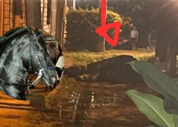 Equino muere en cabalgata en Carmen de ApicalĆ”