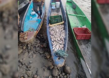 Honda celebra la subienda: tradición pesquera que impulsa la economía y desafía la sostenibilidad