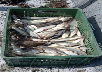 La subienda regresa al rĆo Magdalena en Honda