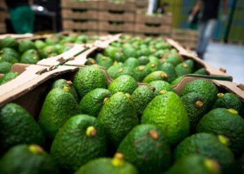 Aguacate Hass colombiano: crecimiento récord en exportaciones a Estados Unidos