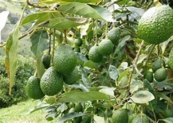 Aguacate Hass: Colombia impulsa su exportación con crecimiento récord