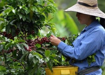 Huila, Antioquia, Tolima y Cauca lideran la producción cafetera en Colombia