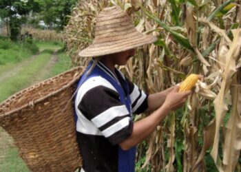 Producción de maíz en Valle de San Juan alcanzará el 90% este año