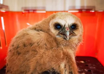Rescatan a un polluelo de Búho Café en Líbano, Tolima