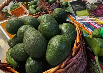 Colombia impulsa su liderazgo en exportación de aguacate Hass