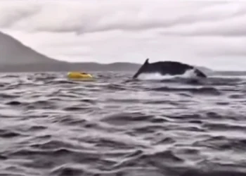 Un joven es tragado y expulsado por una ballena jorobada en Chile