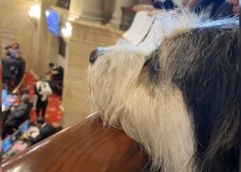 Ley Ángel: un hito en la lucha contra el maltrato animal en Colombia