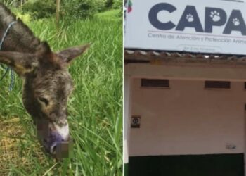 Rescatan a burrita herida en Ibagué y garantiza su atención veterinaria
