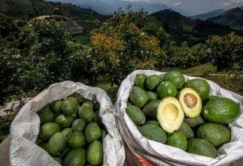 Aguacate Hass colombiano brilla en el Super Bowl 2025 con exportaciones récord