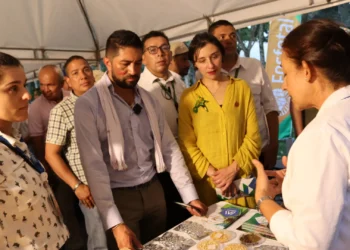 Agrosavia lanza la primera variedad de arracacha para Colombia