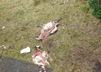 Reaparece banda de carneo en Cajamarca: sacrifican cuatro reses en finca de Anaime