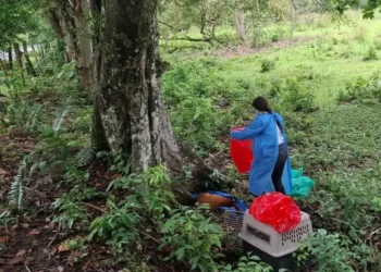 Cortolima confirma presencia de fiebre amarilla en primates del sur y oriente del Tolima