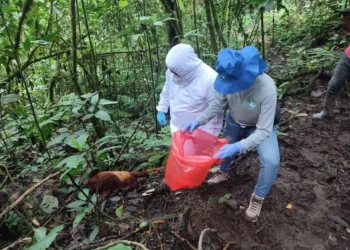 No son decenas, solo seis los monos muertos en Planadas