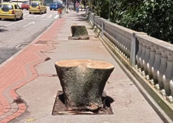 VeedurĆa ciudadana alerta sobre huecos peligrosos en el Parque Centenario tras tala de Ć”rboles