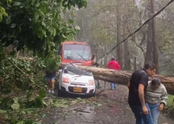Fuertes lluvias provocan caída de árboles y emergencias en el Cañón del Combeima