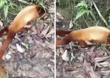 Alerta en Cascarillo por posible brote de fiebre amarilla: piden intervención urgente