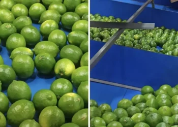 Limón tahití de Lebrija conquista el exigente mercado de Estados Unidos