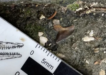 Hallazgo en Tolima y Huila revela tiburones prehistóricos que habitaron un mar cálido