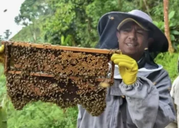 Tolima firma Acuerdo Apícola 2025–2035 para fortalecer producción y sostenibilidad del sector