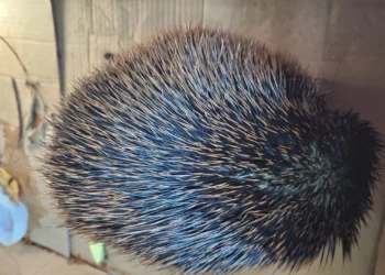 Habitantes de Murillo denuncian nuevo caso de atropellamiento de fauna silvestre en vía rural