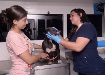 CAPA realizará jornada gratuita de bienestar animal en el barrio Siete de Agosto de Ibagué