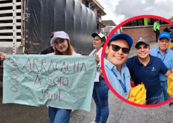 Cajamarca vendió 2 toneladas de arracacha en primera Arracachatón