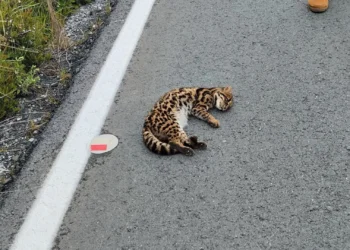 Murillo en alerta: fauna silvestre muere en las vías y ecosistemas del páramo están en riesgo