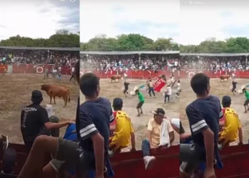 Primer herido grave en polémicas corralejas del Guamo: toro embiste a un hombre durante el encierro