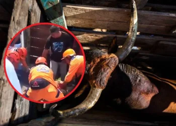 Corralejas en El Espinal dejan 46 heridos en medio de embestidas, riñas y polémica por seguridad