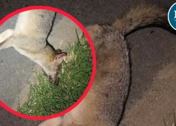 Preocupación en Ibagué por hallazgo de zorro muerto en la vía al aeropuerto