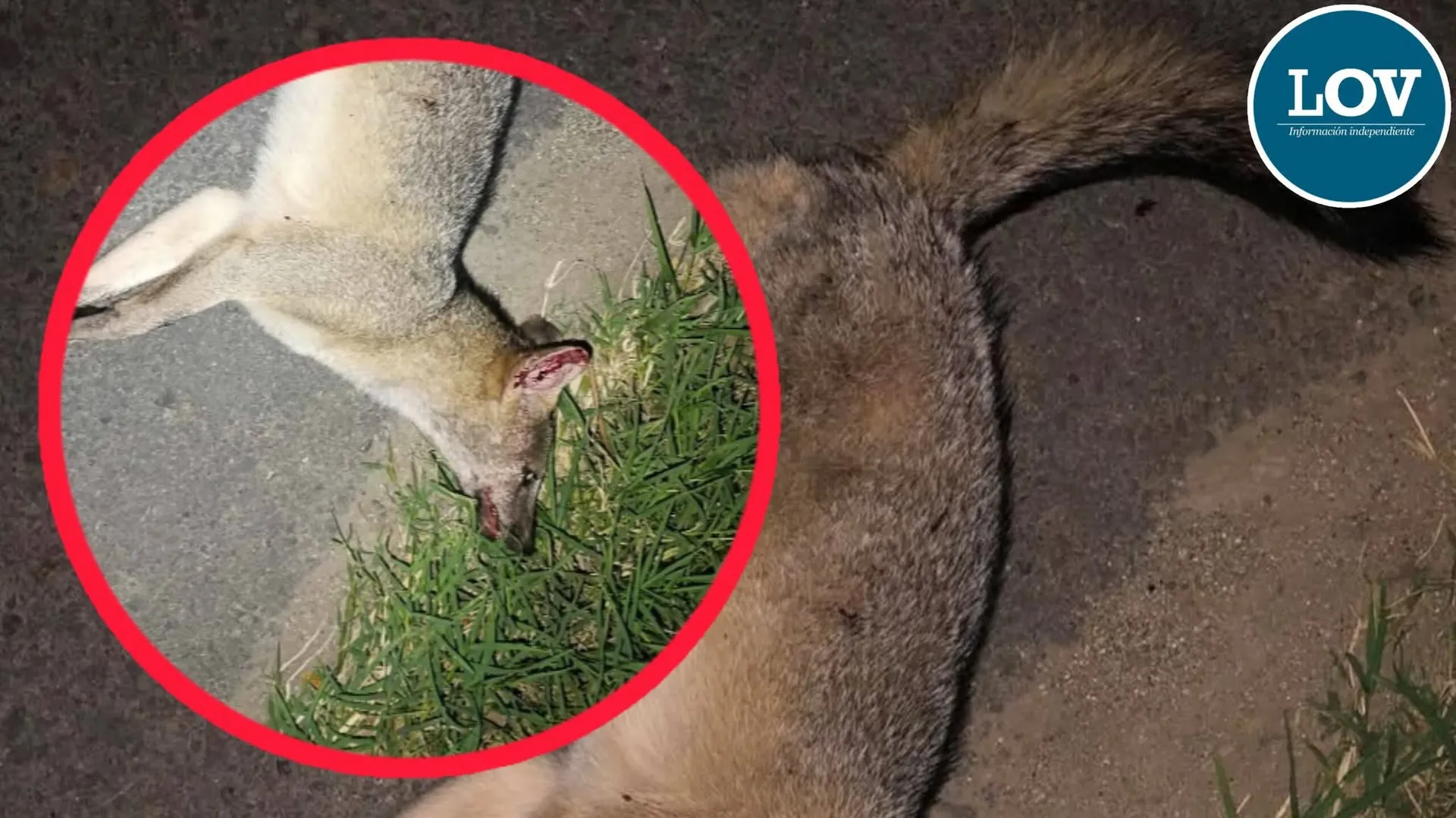 Preocupación en Ibagué por hallazgo de zorro muerto en la vía al aeropuerto