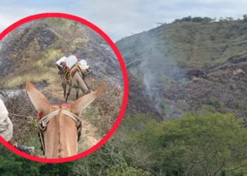 Incendios forestales en Tolima arrasan más de 80 hectáreas en una semana
