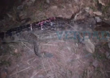 Conmoción en vía Payandé-Ibagué: conductor atropelló a babilla sin detenerse