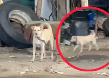 Denuncian caso de maltrato animal en Ibagué: perrito permanece amarrado