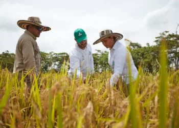 Gobierno propone precio mínimo para el arroz ante inminente paro arrocero