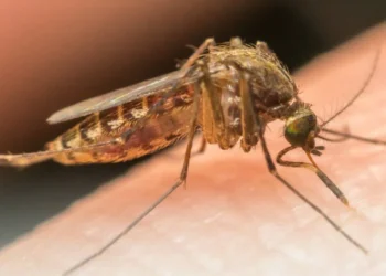 Hospital Federico Lleras Acosta reporta 59 casos de fiebre amarilla; 2 en UCI