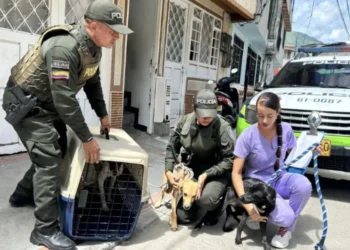 Rescatan animales en abandono en el barrio Ricaurte de Ibagué