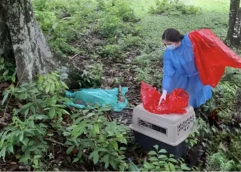 Brote de fiebre amarilla en Tolima causa alta mortalidad en primates y alerta sanitaria