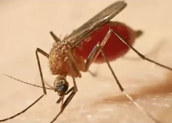 Tolima urge a la vacunación ante 101 casos y 35 muertes por fiebre amarilla