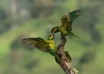 El loro orejiamarillo, símbolo en peligro: Tolima lucha por su conservación