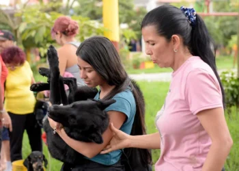 Ibagué realizará jornada de bienestar animal con vacunación, adopciones y asesorías