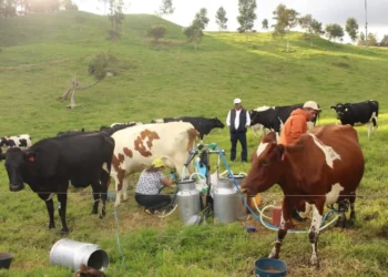 Ganaderos de Roncesvalles claman apoyo para transformar el “oro blanco” en desarrollo