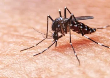 Ibagué supera los 1.400 casos de dengue en 2025