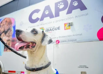 Ibagué busca crear Instituto de Bienestar Animal ante retrasos en el Megacapa