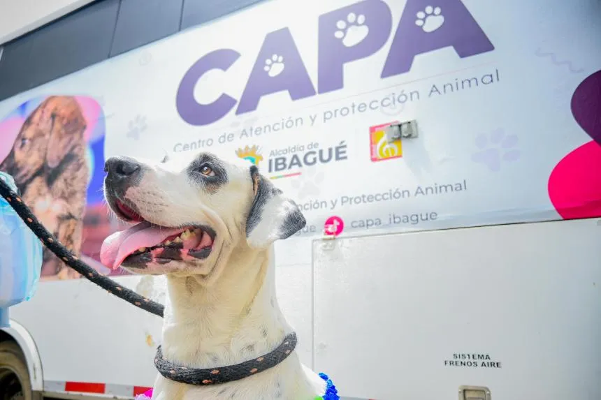 Ibagué busca crear Instituto de Bienestar Animal ante retrasos en el Megacapa