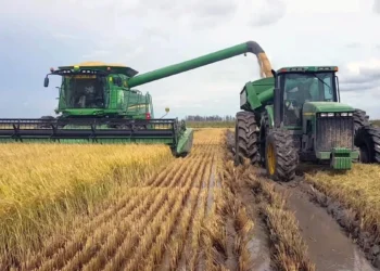 Productores de arroz denuncian incumplimiento del Ministerio de Agricultura y retrasos en pagos