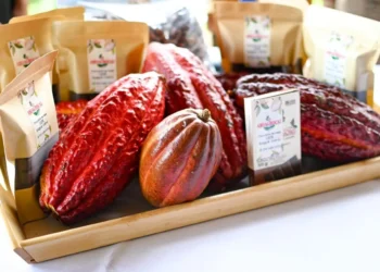 Alcaldía de Ibagué fortalece la cadena productiva del cacao con nueva infraestructura