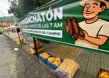 Cajamarca celebra la “Arracachatón 2.0” para exaltar la arracacha tolimense