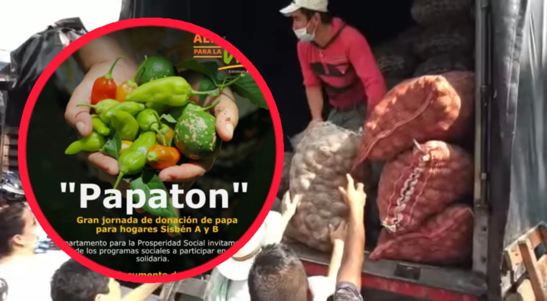 Gran “Papatón” de Prosperidad Social entregó 70 toneladas de papa en Ibagué